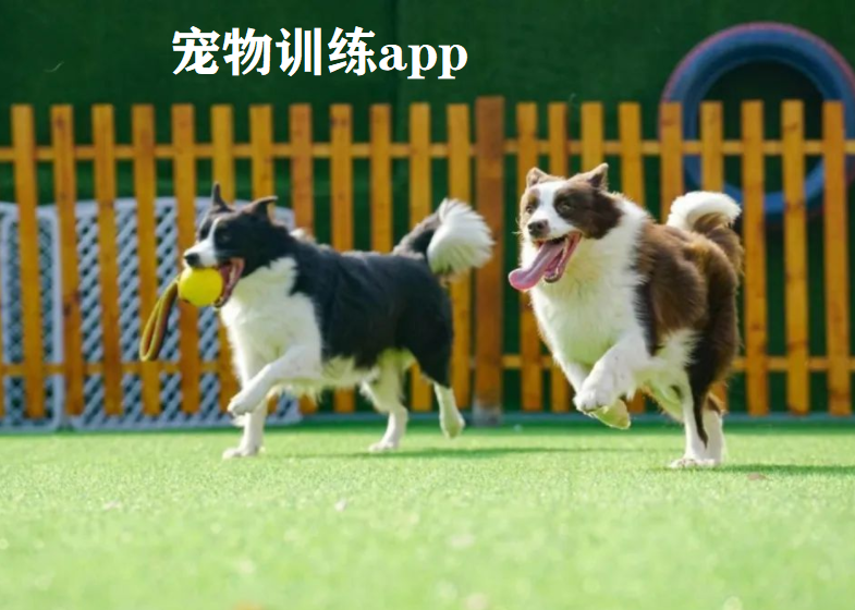 宠物训练app大全